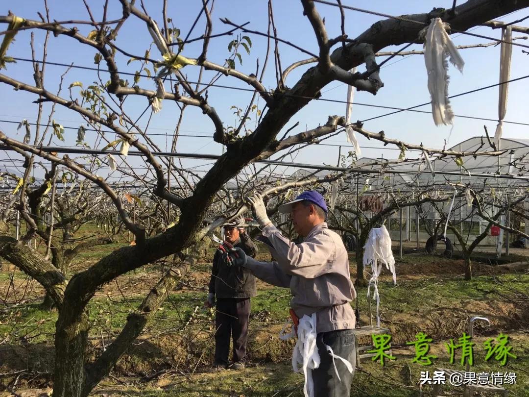 在树干上划一刀的目的,在枝条上划一刀可以促笋