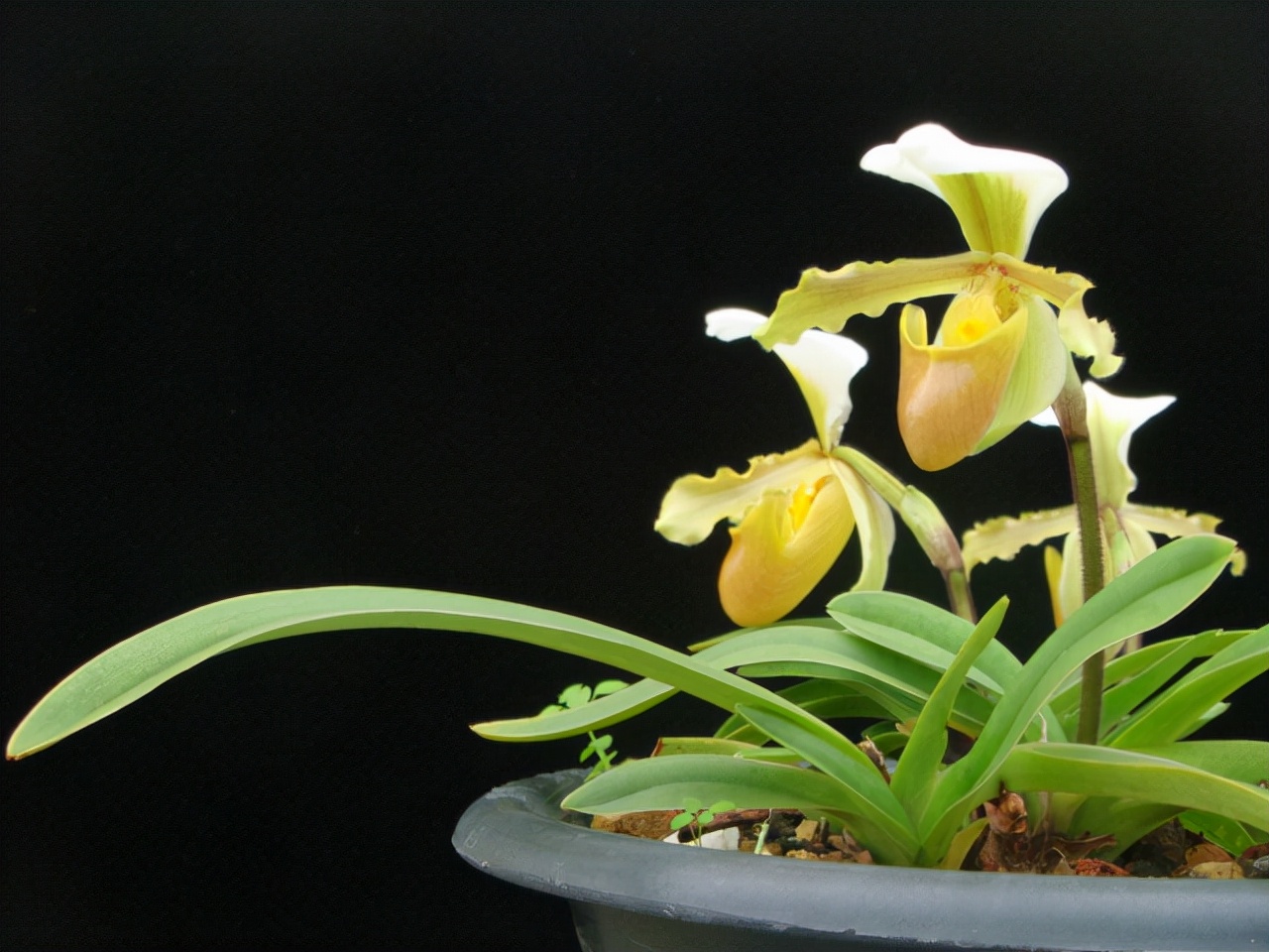 大叔种5亩麦子卖了多少钱,大叔种菜一年5000万