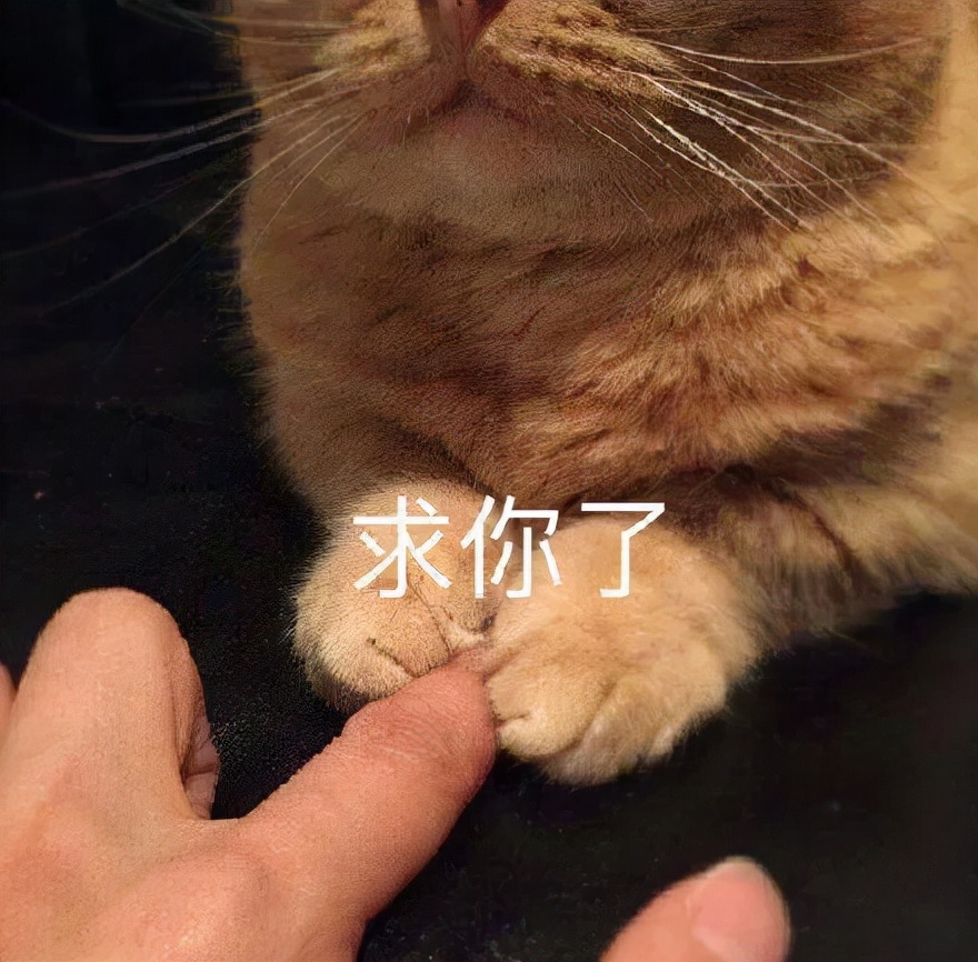 在宿舍养猫很后悔,为什么不能在宿舍养猫