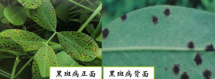 花生黑霉病如何防治,如何预防花生黑斑病