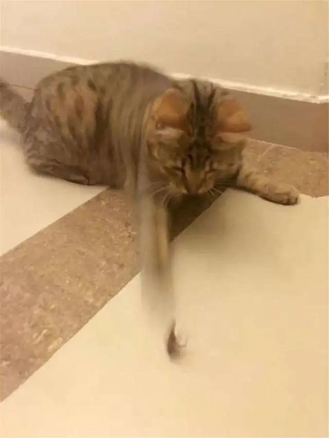 夏天驱蚊对猫有影响吗,夏天喷洒什么药杀死蚊子苍蝇