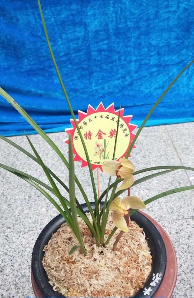 保山莲瓣兰名品有哪些,保山莲瓣兰与贵州莲瓣兰对比