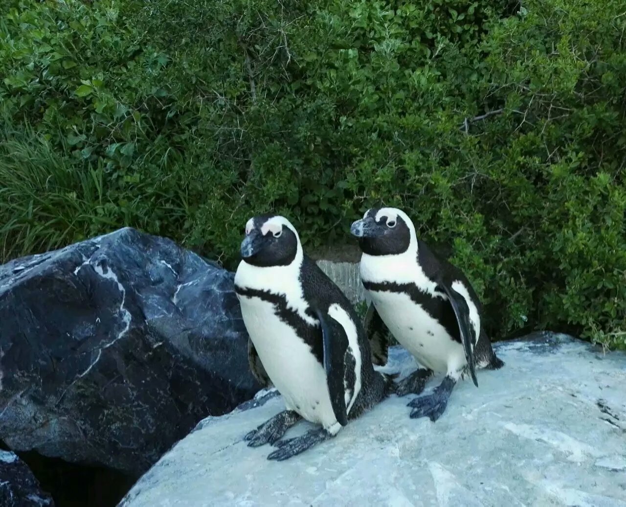 南非开普敦山吃饭,开普敦桌山上帝遗落在人间的餐桌