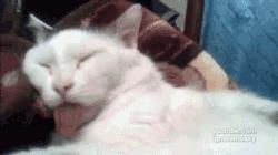 猫会做梦会梦到什么,猫会做梦睡觉哼哼唧唧