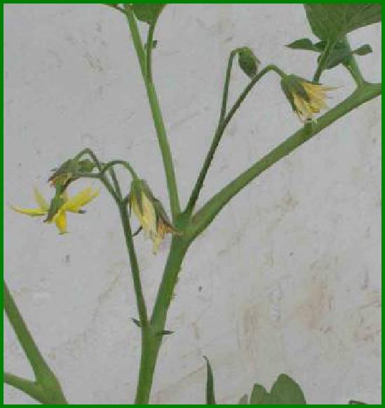 西红柿转色慢怎么解决,西红柿转色的最佳温度