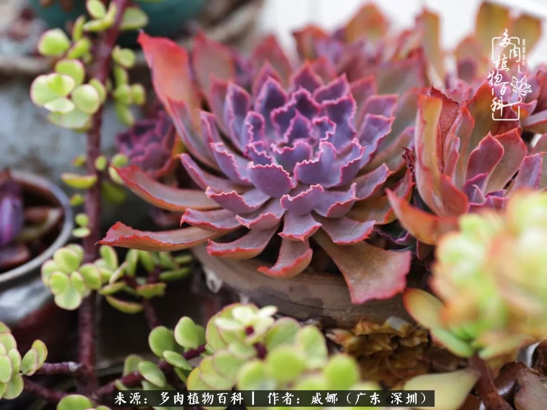 笼子里的多肉,露养的多肉和室内的多肉区别