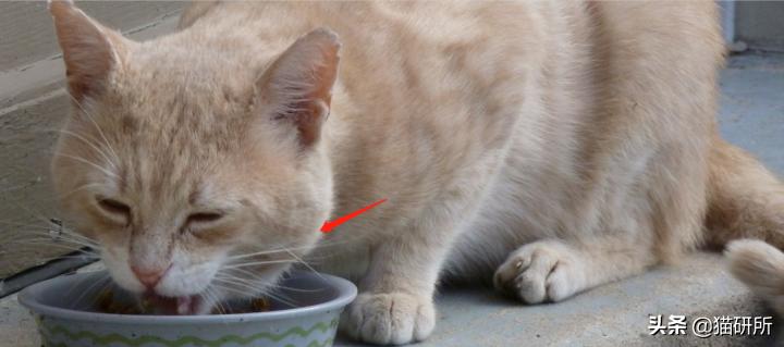 8个猫咪「性」的冷知识，务必背着主子看