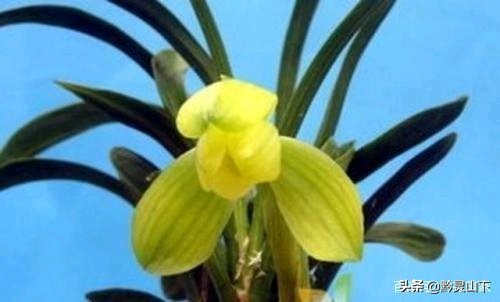 贵州兰花品种11(估价2000万的兰花)