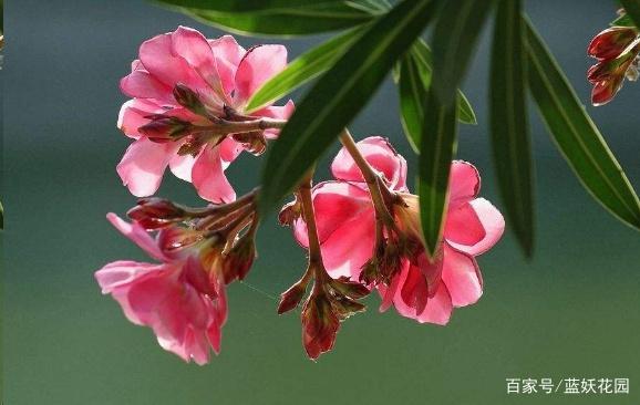 有毒的夹竹桃怎么去除,有毒的夹竹桃