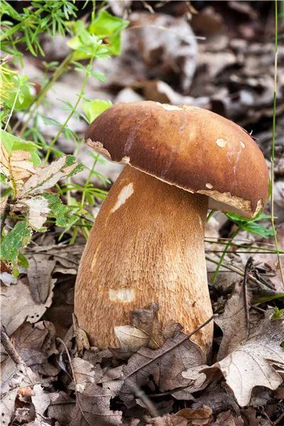 深山里捡蘑菇视频,找野生蘑菇最佳方法