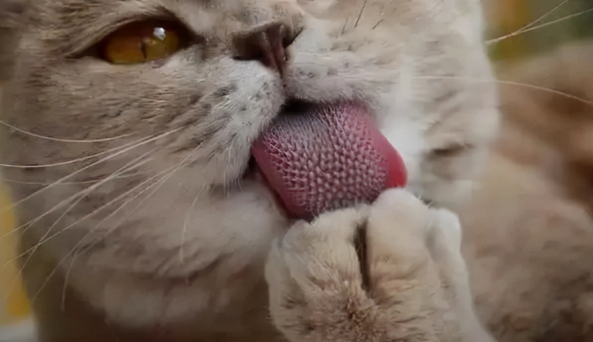 齿痕舌是内湿顽固的标志，教你4个方法，长期坚持消齿印