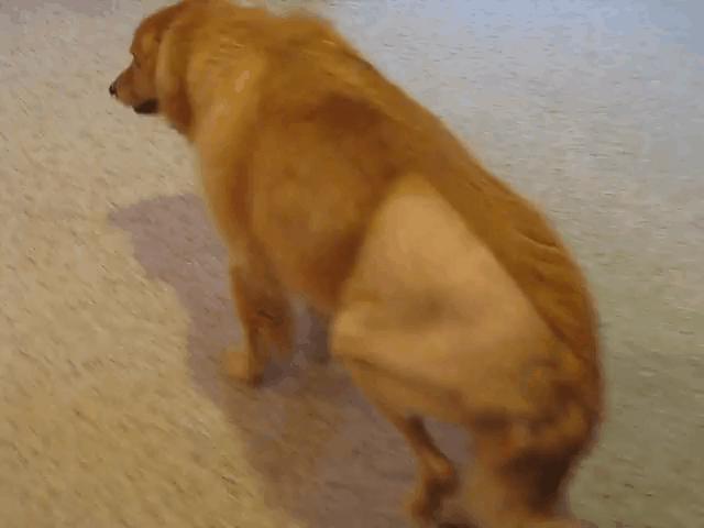 狗子一直咔咔咳和打喷嚏,换季期的狗子一直咳