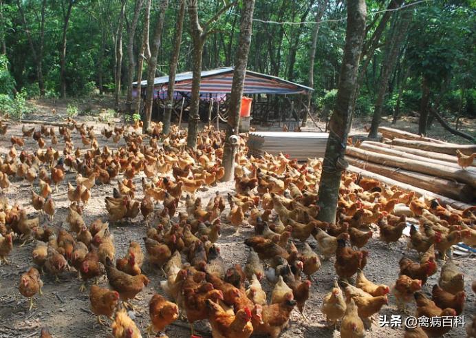 家庭养鸡怎么防止鸡病,农村养鸡预防鸡瘟小妙招