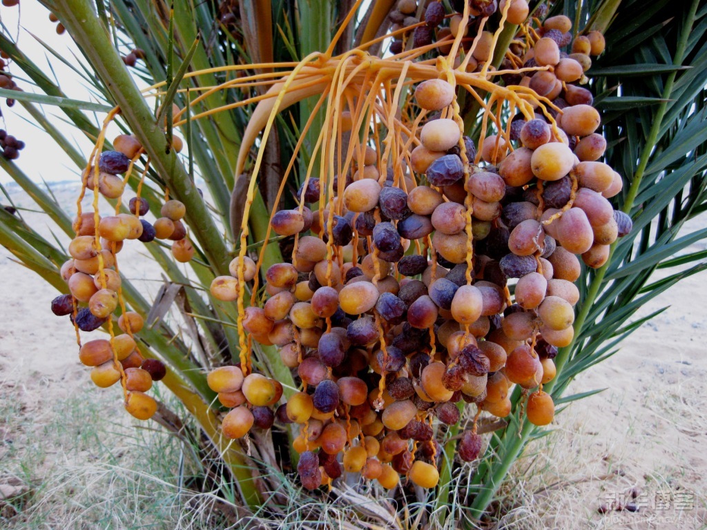 来迪拜必买的礼品,去迪拜必买十样东西