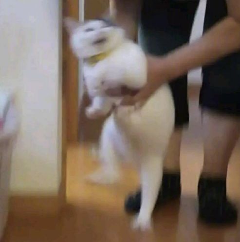 猫咪和主人的温馨时刻,和猫咪快乐的瞬间