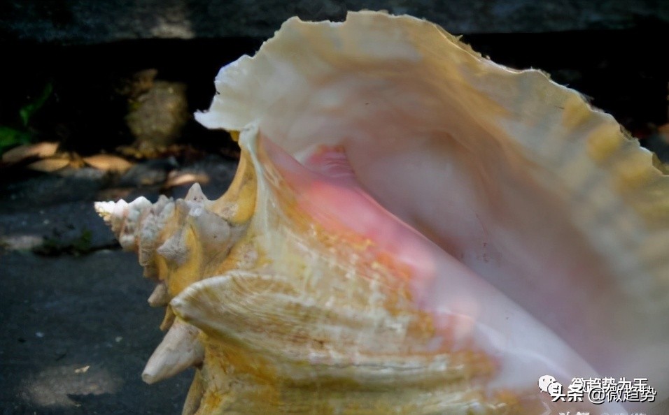 少女的最爱，少女心爆棚的美物，悄然兴起的女王贝（胭脂贝）