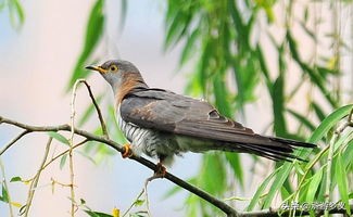 那些说不出名字的鸟,常见的纯黑色羽毛的鸟有哪些