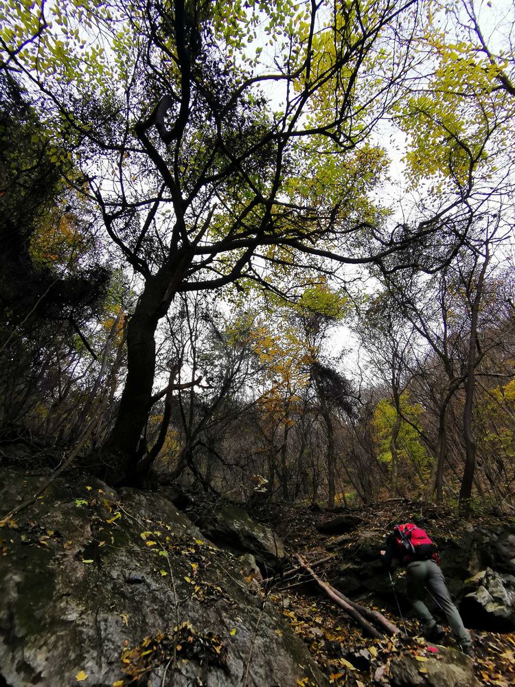 20201101惊悚之行~首阳山大坪梁单日横穿+原返