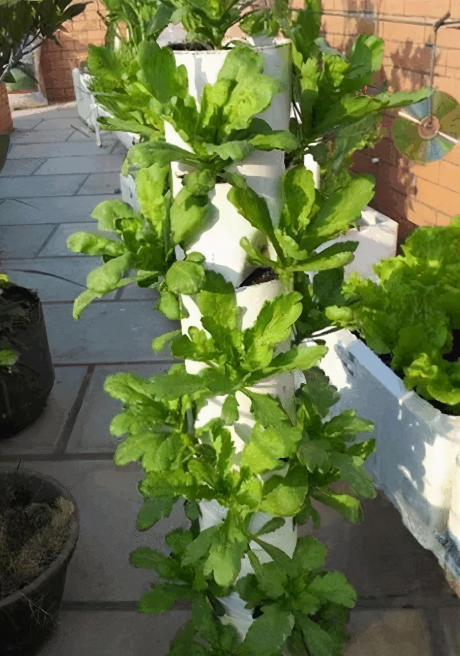 中国的种菜天赋要多离谱,中国种菜天赋惊呆外国人解说