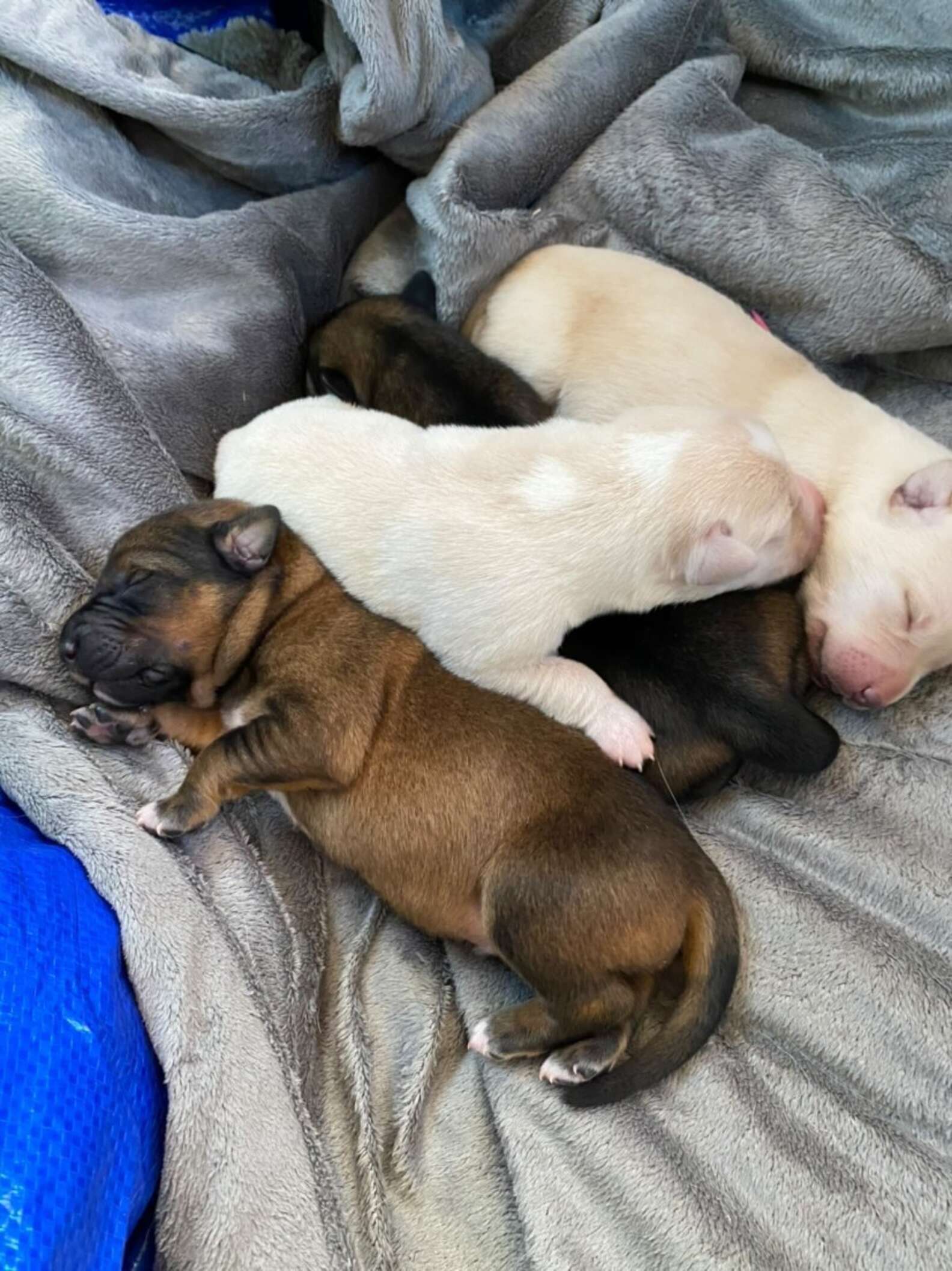 暴风雨中，为了让狗狗温暖地分娩，这家人在车上度过了十几个小时