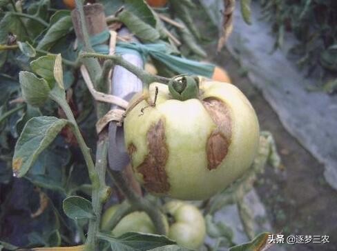 西红柿果实出现花脸病怎么办,西红柿叶斑病严重用什么药