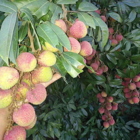 杨贵妃到底是从哪里弄来的荔枝呢,杨贵妃是哪里人为什么爱吃荔枝