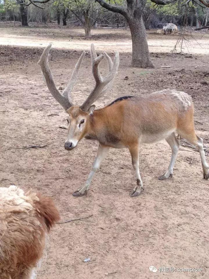 怎么分辨马鹿和梅花鹿尾巴,如何区分驼鹿麋鹿马鹿