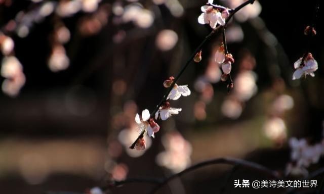 李商隐爱情名句,李商隐写感情忠贞的句子