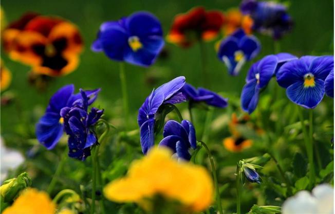 三色堇开花颜色,三色堇花语爱与勇气