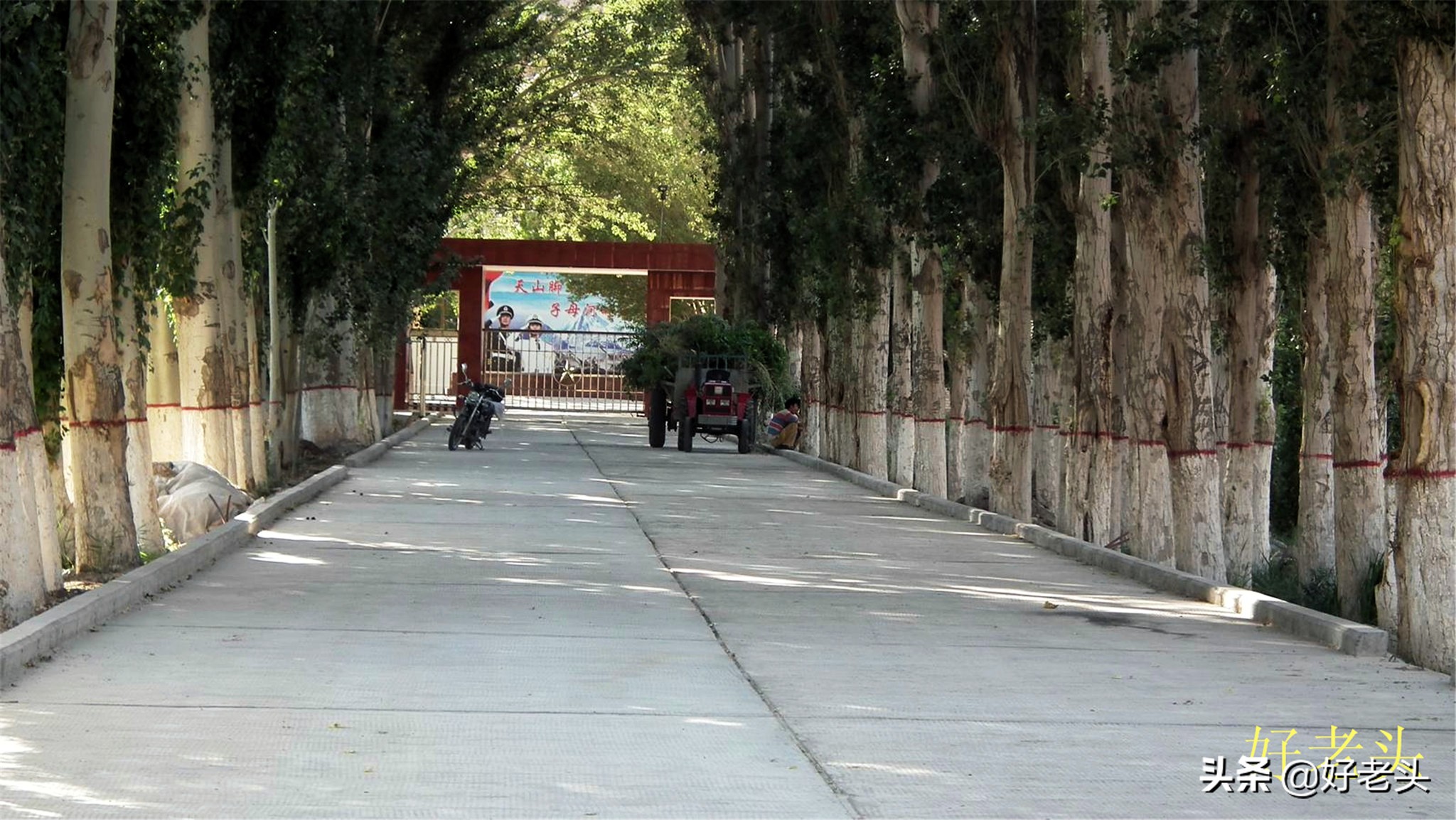 库尔勒轮台胡杨林风景区,胡杨林景区轮台