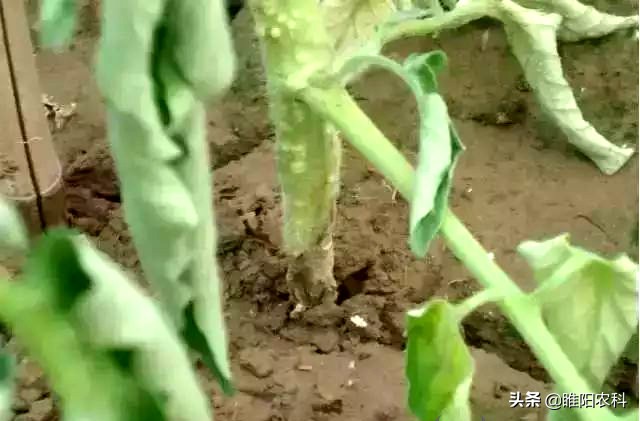 番茄种植为啥会出现株死情况,番茄移栽前后土传病害