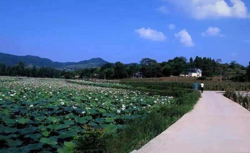 李子柒令人向往的世外桃源生活,李子柒记录的简单淳朴的田园生活