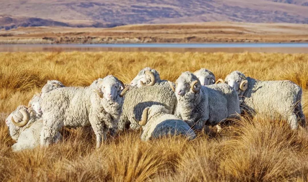 小蓝羊是机能鞋吗,小蓝羊的鞋子的优点