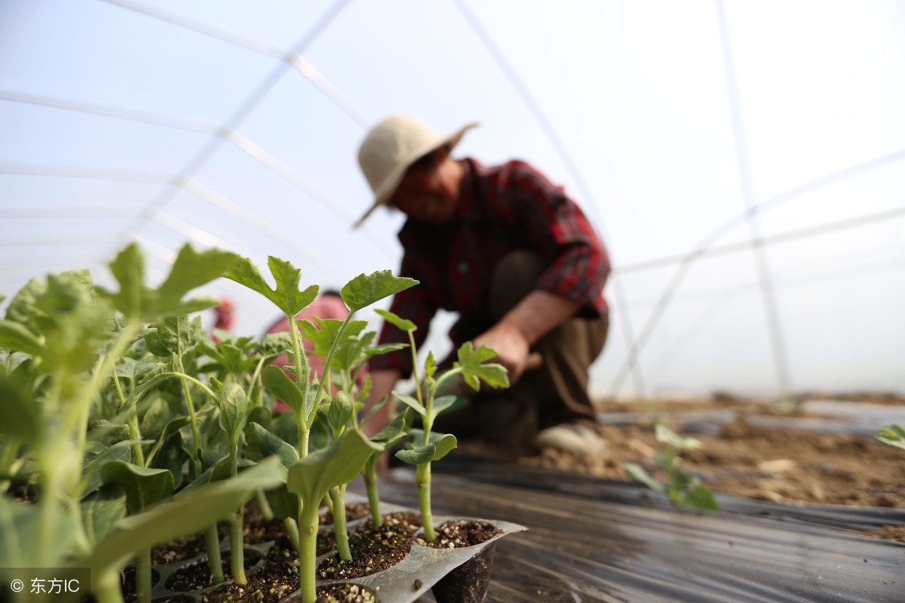 西瓜怎么培育管理才能高产,西瓜疯长怎么坐果