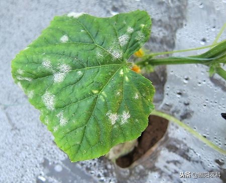 推荐几个超实用的优秀杀菌剂配方,十大最好农用杀菌剂