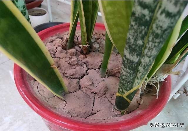 花卉换盆后僵苗会自己恢复吗,盆栽换盆僵苗弱苗如何快速恢复