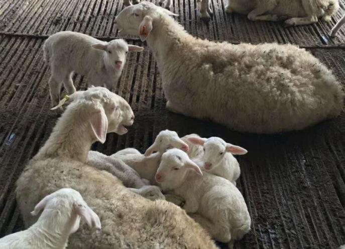 养羊如何让羊快速产奶水,羊生下来以后母羊如何护理
