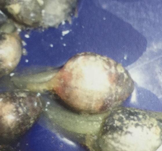 黑斑青蛙养殖技术视频教程,青蛙黑斑蛙高密度养殖技术培训