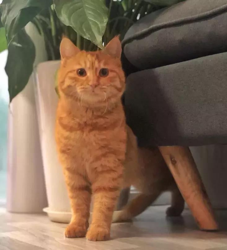 给它们一个家|线上宠物领养日,201903102