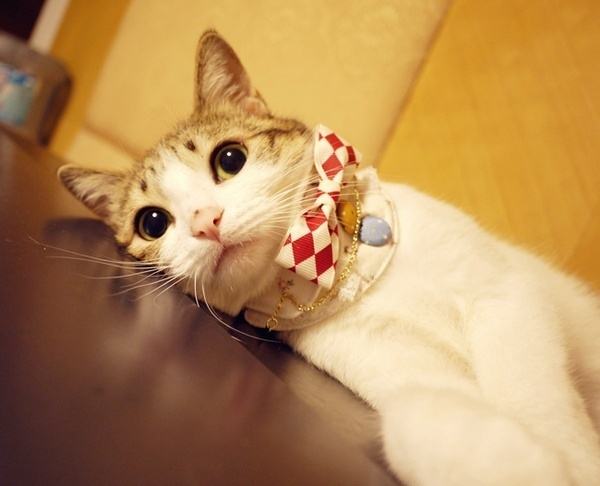 最早一批的网红猫咪,十大被做成网红猫的猫咪