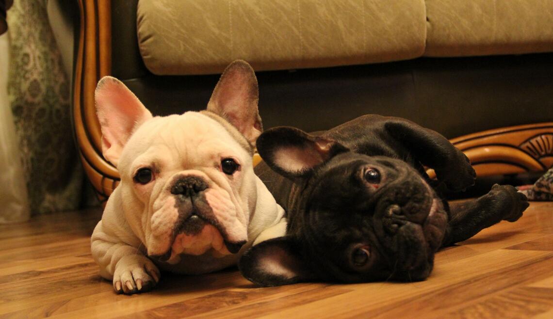 法国斗牛犬有什么优缺点要怎么养,纯种的法国斗牛犬大概要多少钱