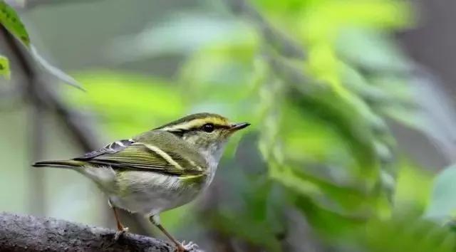 柳莺饲养知识大全