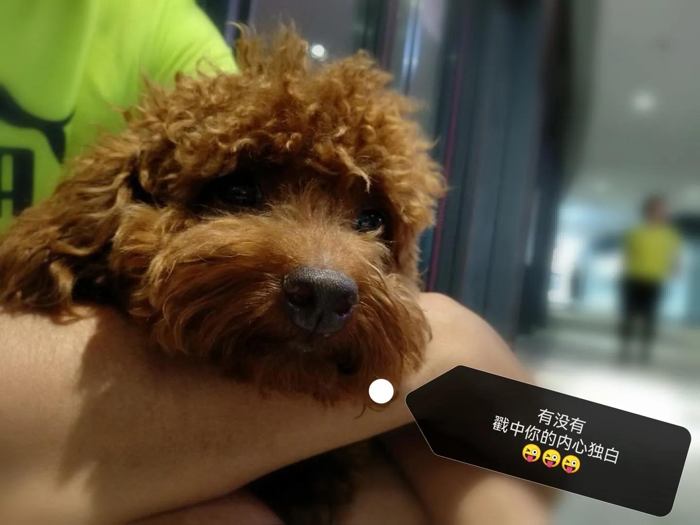 国庆七天乐毕福剑主持,国庆七天乐已经正式拉开帷幕