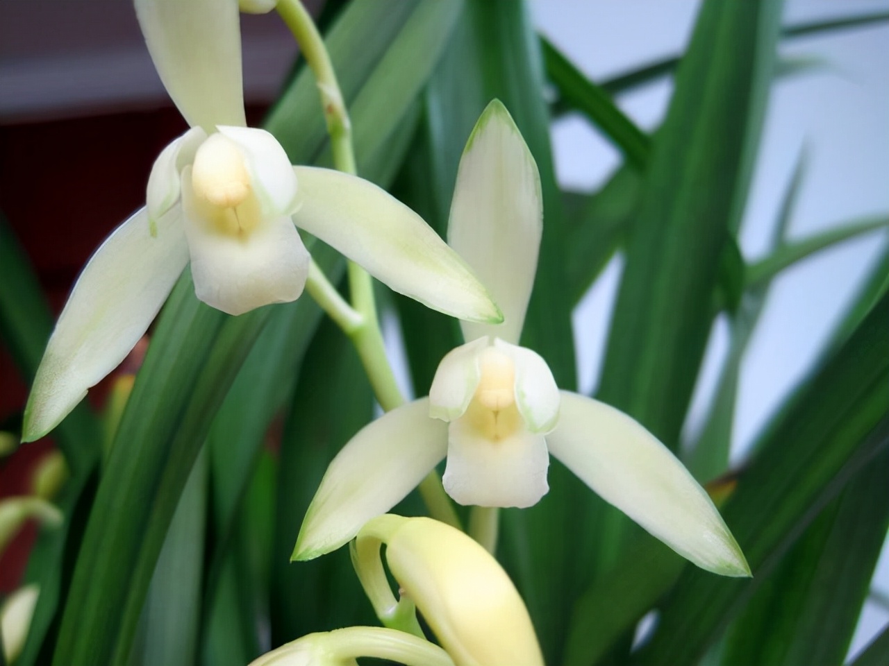 春节前后开花又有兰香的兰花,好养又好看又香又便宜的兰花品种