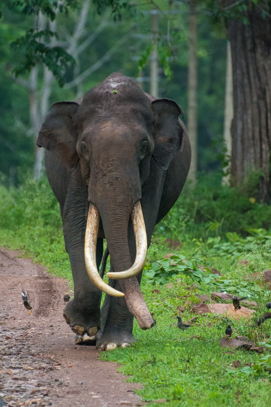 拿相机打鸟,用长焦相机打鸟如何