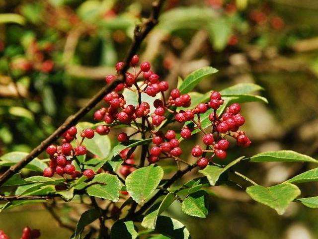 红楼梦大观园你不知道的秘密,红楼梦蘅芜苑中主要有什么植物