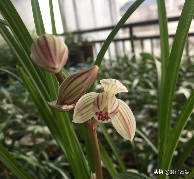 莲瓣兰有收藏价值吗,莲瓣兰12名品图解