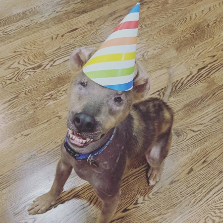 狗狗像白眼狼,什么狗狗很温顺但看起来很像狼