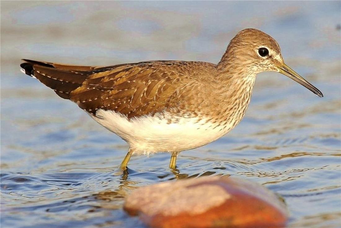 鸟中好爸爸！雌鸟只负责下蛋，孵卵与育幼的任务全留给雄鸟