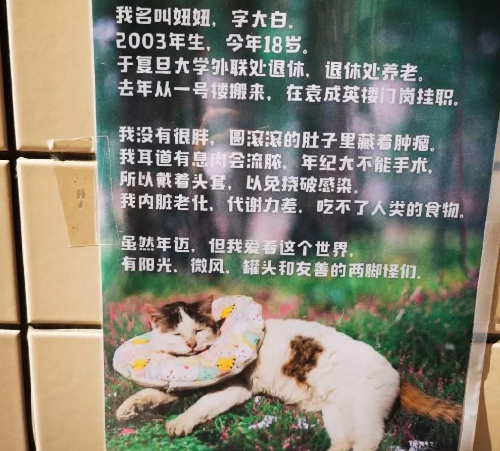 在宿舍养猫很后悔,为什么不能在宿舍养猫